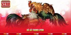 Đá Gà Thomo UY88 | Đấu Trường Rực Lửa Trực Tiếp 4K Hấp Dẫn