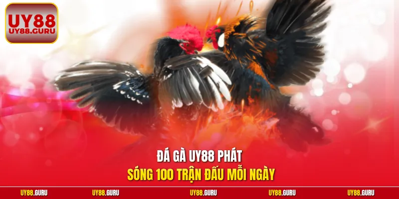 Đá gà UY88 phát sóng 100 trận đấu mỗi ngày.