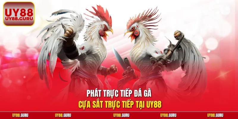 Phát trực tiếp đá gà cựa sắt trực tiếp tại UY88
