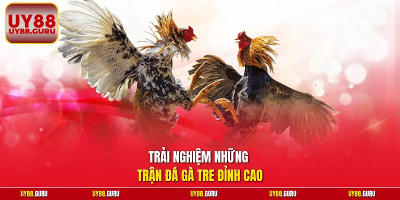 Trải nghiệm những trận đá gà tre đỉnh cao 